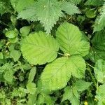 Rubus pruinosus leaf picture by Ella (cc-by-sa)