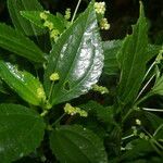 Pilea vulcanica leaf picture by Nelson Zamora Villalobos (cc-by-nc)