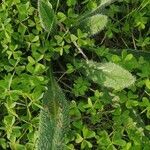 Anchusa azurea leaf picture by Daskalantonakis Manolis (cc-by-sa)