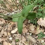 Epipactis helleborine leaf picture by Antoine Roux (cc-by-sa)