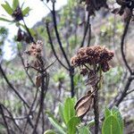 Baccharis prunifolia fruit picture by Fabien Anthelme (cc-by-sa)