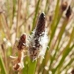 Eleocharis contracta flower picture by Trap Hers (cc-by-sa)