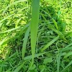 Setaria faberi leaf picture by William Coville (cc-by-sa)