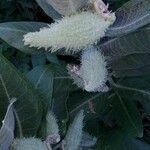 Asclepias speciosa fruit picture by mckrakken (cc-by-sa)