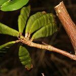 Lennea viridiflora fruit picture by Nelson Zamora Villalobos (cc-by-nc)