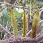 Senna corymbosa fruit picture by Trap Hers (cc-by-sa)