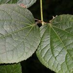 Eupatoriastrum nelsonii leaf picture by Nelson Zamora Villalobos (cc-by-nc)