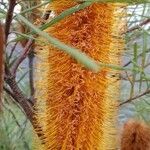 Banksia spinulosa flower picture by ian connop (cc-by-sa)