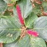 Acalypha hispida habit picture by Steve FAAEVA (cc-by-sa)