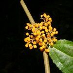 Urera lianoides flower picture by Nelson Zamora Villalobos (cc-by-nc)