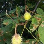 Aesculus hippocastanum fruit picture by Gilles BRULE (cc-by-sa)