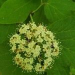 Viburnum acerifolium flower picture by Linda Thompson (cc-by-sa)