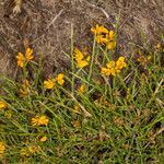 Genista salzmannii habit picture by Martin Bishop (cc-by-sa)