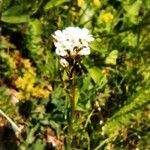 Arabis hirsuta flower picture by Aurore Garnavault Blanchard (cc-by-sa)