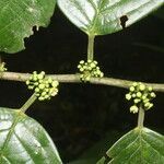 Colubrina spinosa leaf picture by Nelson Zamora Villalobos (cc-by-nc)