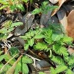 Mimosa quadrivalvis leaf picture by Brenda Marlow (cc-by-sa)