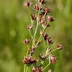 Juncus acutiflorus flower picture by Alain Lagrave (cc-by-sa)