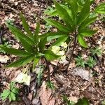 Cardamine enneaphyllos leaf picture by zdk (cc-by-sa)