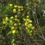 Acacia paradoxa flower picture by arlas (cc-by-sa)