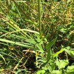 Epilobium palustre leaf picture by Ugoline Jacquot (cc-by-sa)