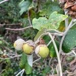 Argyreia nervosa fruit picture by laurent00031 (cc-by-sa)