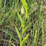 Lathyrus ochrus habit picture by Cyril Peretti (cc-by-sa)