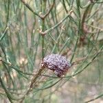 Allocasuarina muelleriana fruit picture by arlas (cc-by-sa)