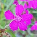 Dianthus deltoides flower picture by Engel Ralf (cc-by-sa)