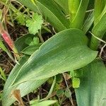 Anacamptis collina leaf picture by Lazo Alfonso (cc-by-sa)