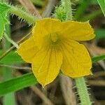 Cucumis prophetarum flower picture by susan brown (cc-by-sa)