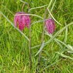 Fritillaria meleagris habit picture by Martin Bishop (cc-by-sa)