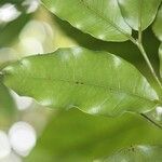 Syzygium cordemoyi leaf picture by H. Goëau (cc-by-sa)