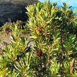 Protea repens habit picture by Maarten Vanhove (cc-by-sa)