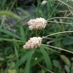 Phalaris canariensis fruit picture by ilias kesisoglou (cc-by-sa)