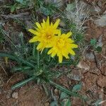 Tragopogon dubius flower picture by Georges Olioso (cc-by-sa)