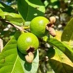 Psidium guajava fruit picture by Trap Hers (cc-by-sa)