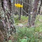 Hieracium murorum habit picture by selim gaba (cc-by-sa)