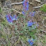 Penstemon nitidus flower picture by Christiana Beaudin (cc-by-sa)