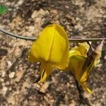 Crotalaria laburnifolia flower picture by susan brown (cc-by-sa)