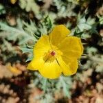 Argemone mexicana flower picture by Swastik Brahma Hota (cc-by-sa)