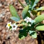 Heliotropium veronicifolium flower picture by Trap Hers (cc-by-sa)