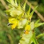 Rhinanthus glacialis flower picture by Jani Zadrgal (cc-by-sa)