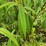 Boehmeria penduliflora leaf picture by laurent00031 (cc-by-sa)