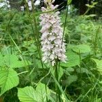 Dactylorhiza maculata flower picture by Karin Klumpp (cc-by-sa)