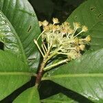 Ardisia opegrapha flower picture by Nelson Zamora Villalobos (cc-by-nc)