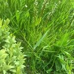 Anthoxanthum odoratum habit picture by bas yves (cc-by-sa)