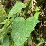 Thunbergia alata leaf picture by Fabien Anthelme (cc-by-sa)