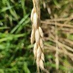 Bromus secalinus flower picture by Monsieur Rouge (cc-by-sa)