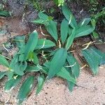 Orontium aquaticum habit picture by Eli Small (cc-by-sa)