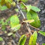 Shepherdia canadensis leaf picture by Joseph Littlehorn (cc-by-sa)